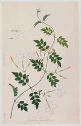 Jasminium grandiflorum, de Dibujos de Plantas de Malaca, c.1805-18